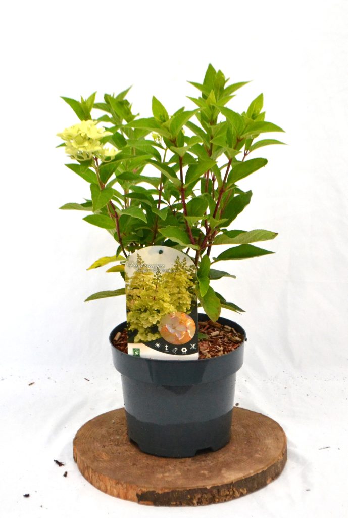 Hydrangea paniculata Candlelight C3 - Heesterkwekerij JC Niesing