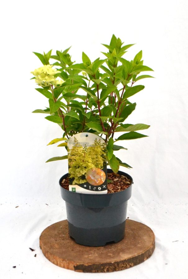 Hydrangea paniculata Candlelight C3 - Heesterkwekerij JC Niesing
