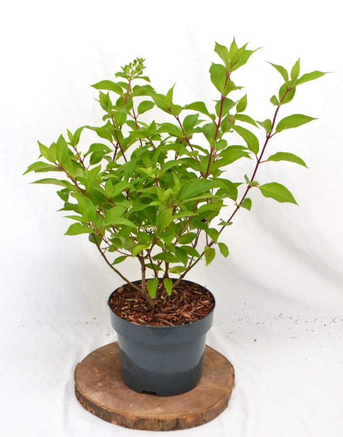 Hydrangea paniculata Graffiti C3 - Heesterkwekerij JC Niesing