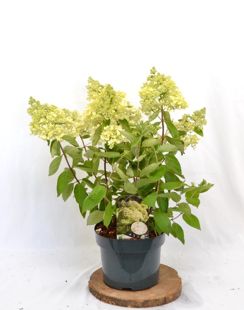 Hydrangea paniculata Grandiflora C5 - Heesterkwekerij JC Niesing