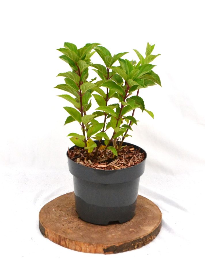 Hydrangea paniculata Hercules C3 - Heesterkwekerij JC Niesing