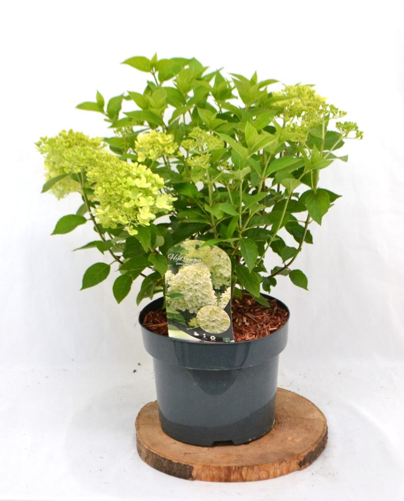 Hydrangea paniculata Limelight C5 - Heesterkwekerij JC Niesing