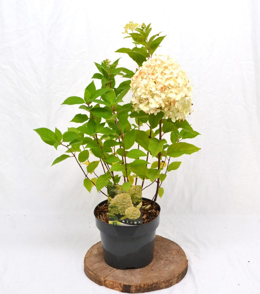 Hydrangea paniculata Limelight C3 - Heesterkwekerij JC Niesing