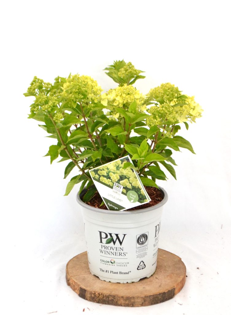 Hydrangea paniculata Little Lime C5 - Heesterkwekerij JC Niesing