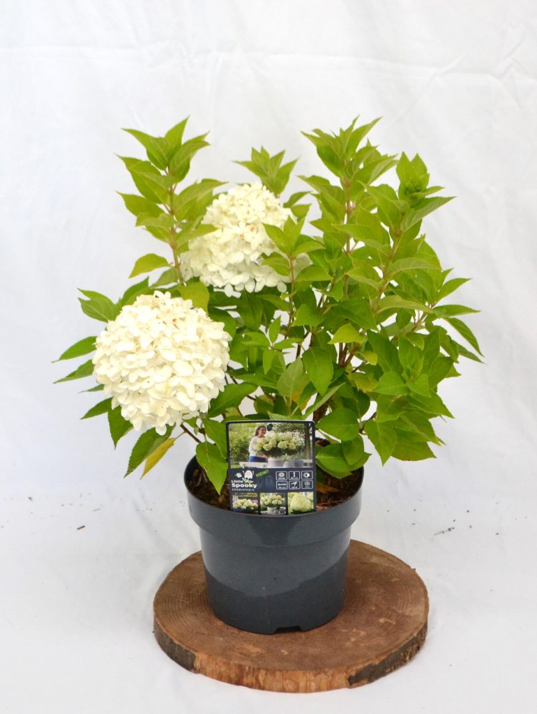 Hydrangea paniculata Little Spooky C3 - Heesterkwekerij JC Niesing
