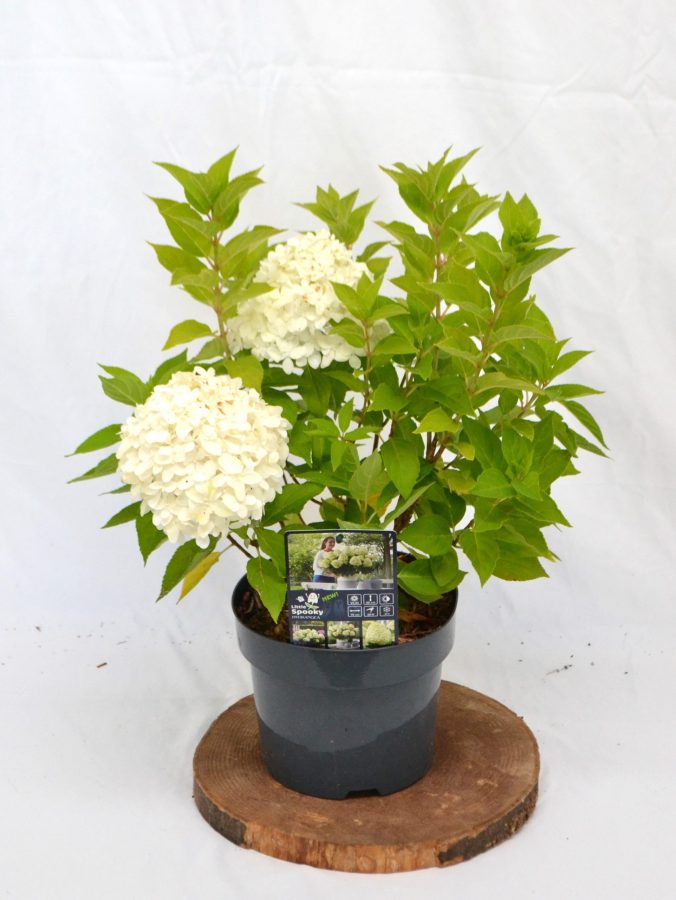 Hydrangea paniculata Little Spooky C3 - Heesterkwekerij JC Niesing