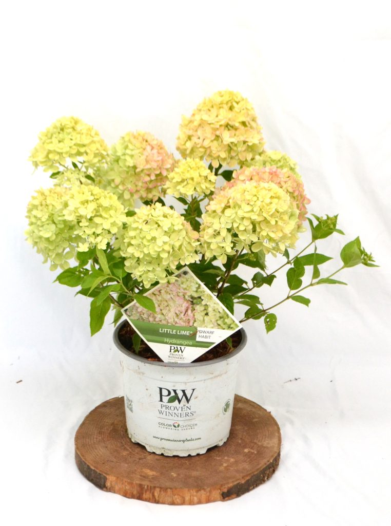 Hydrangea paniculata Little Lime C3 - Heesterkwekerij JC Niesing