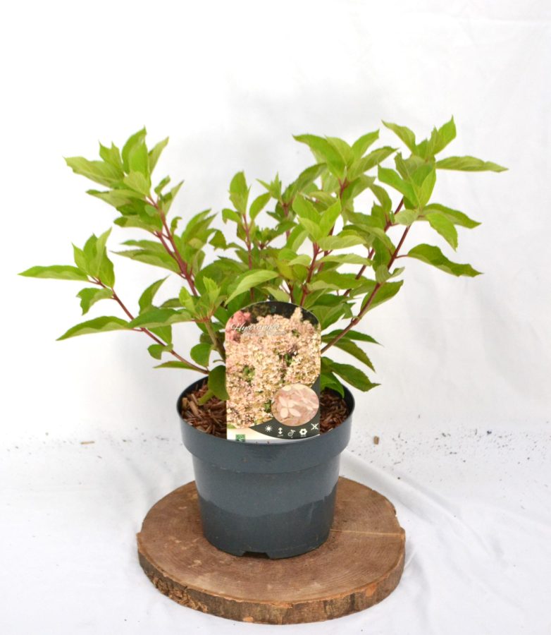 Hydrangea paniculata Phantom C3 - Heesterkwekerij JC Niesing