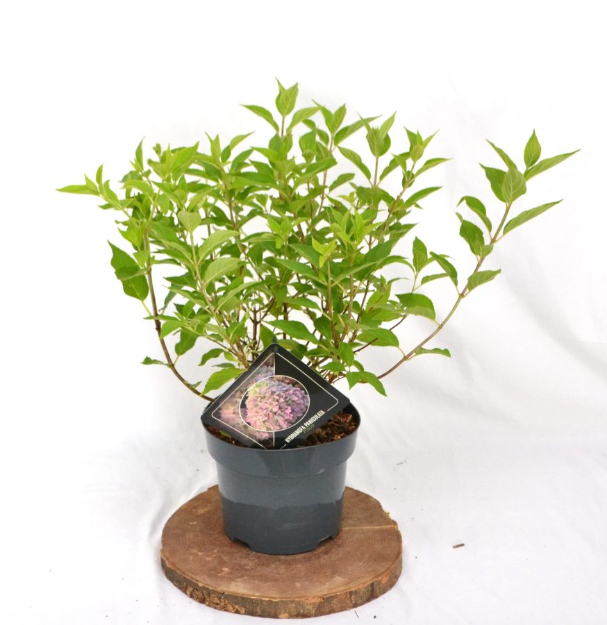 Hydrangea paniculata Pixio C3 - Heesterkwekerij JC Niesing