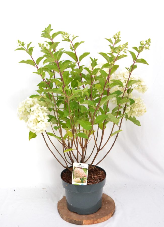 Hydrangea paniculata Silver Dollar C5 - Heesterkwekerij JC Niesing