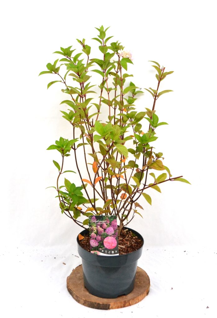 Hydrangea paniculata Sundae Fraise C5 - Heesterkwekerij JC Niesing
