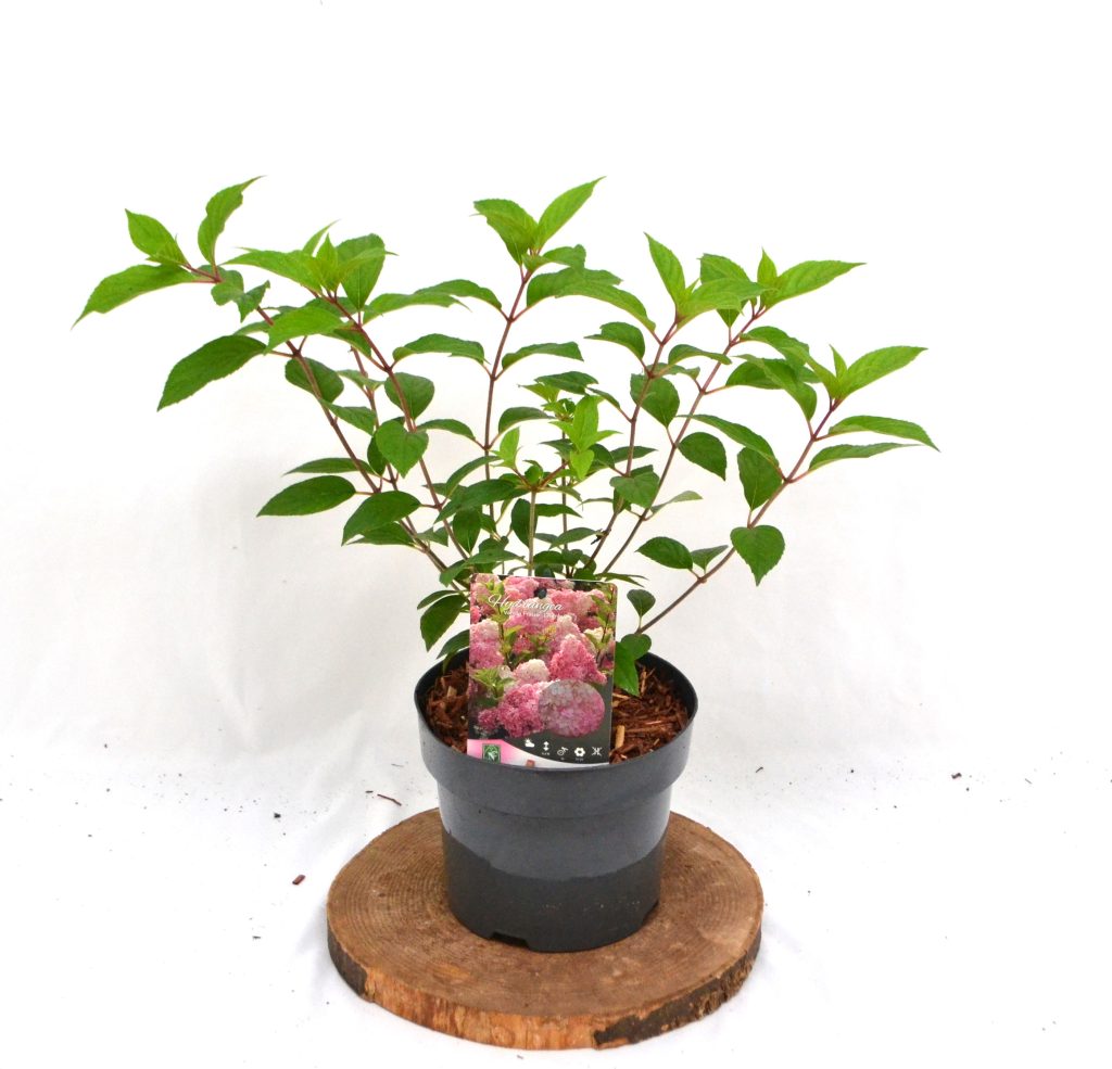 Hydrangea paniculata Vanille Fraise C3 - Heesterkwekerij JC Niesing