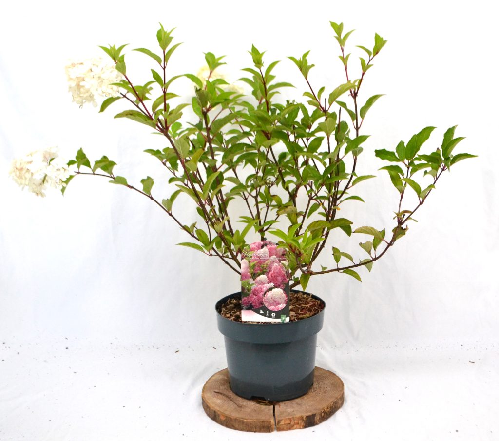 Hydrangea paniculata Vanille Fraise C5 - Heesterkwekerij JC Niesing