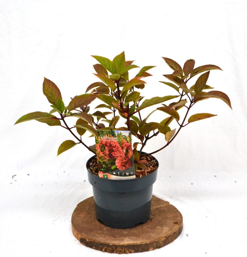 Hydrangea paniculata Wim's Red C3 - Heesterkwekerij JC Niesing