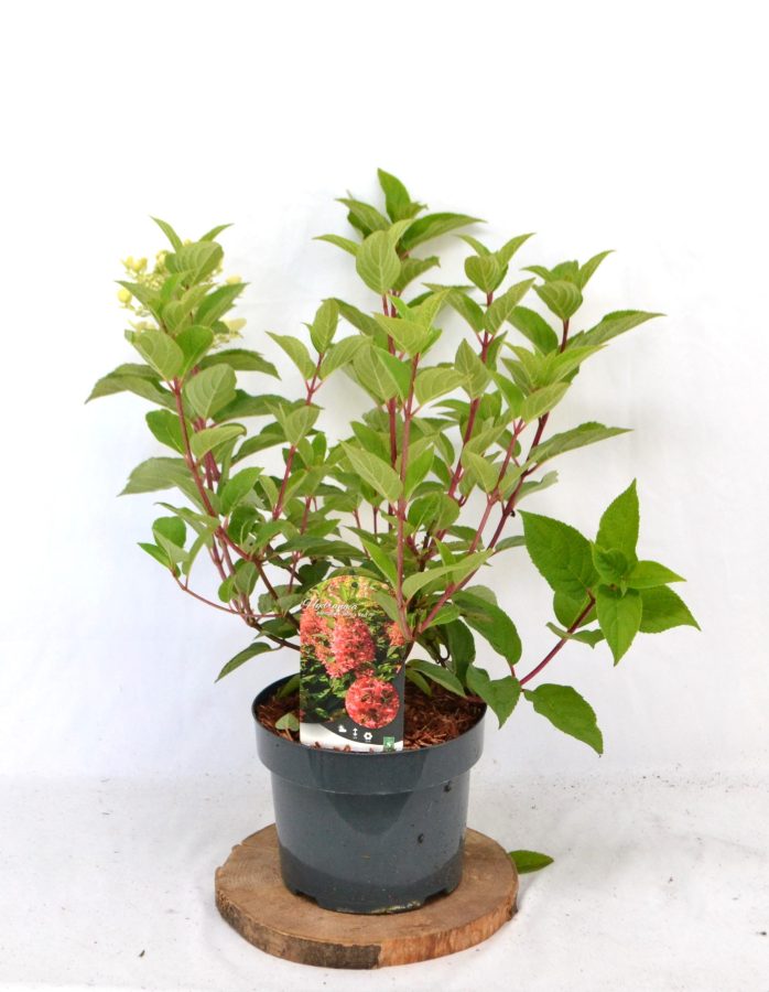 Hydrangea paniculata Wim's Red C5 - Heesterkwekerij JC Niesing