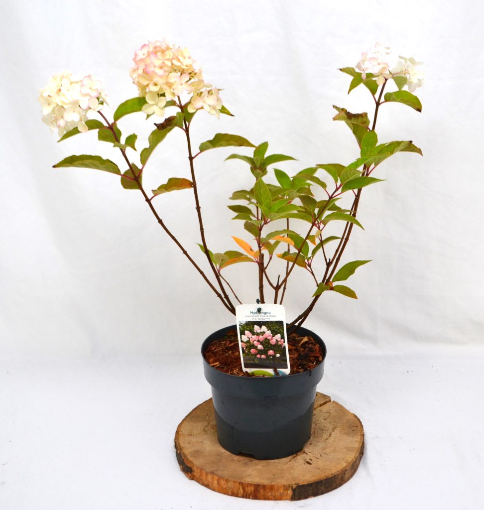 Hydrangea paniculata Living Pink and Rose C3 - Heesterkwekerij JC Niesing