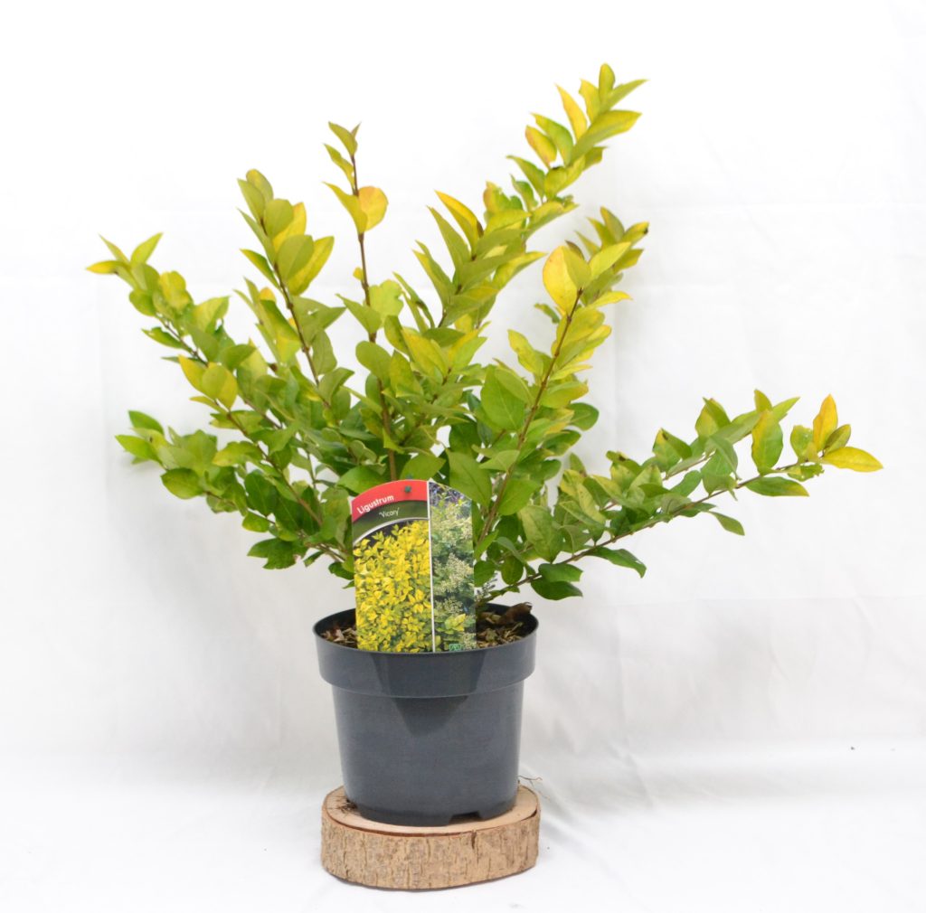 Ligustrum Vicary C3 - Heesterkwekerij JC Niesing bladhoudende heester