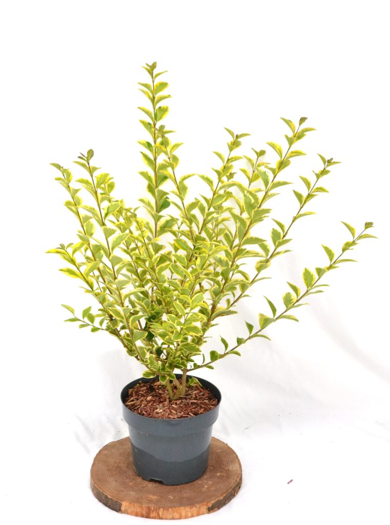 Ligustrum ovalifolium Aureum C3 - Heesterkwekerij JC Niesing bladhoudende heester