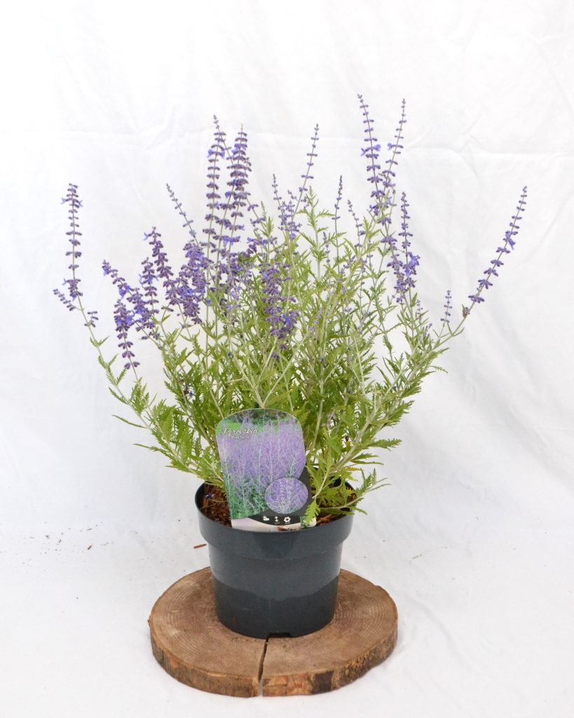 Perovskia Blue Spire C3 - Heesterkwekerij JC Niesing laagblijvende halfheester paars geurende vaste plant