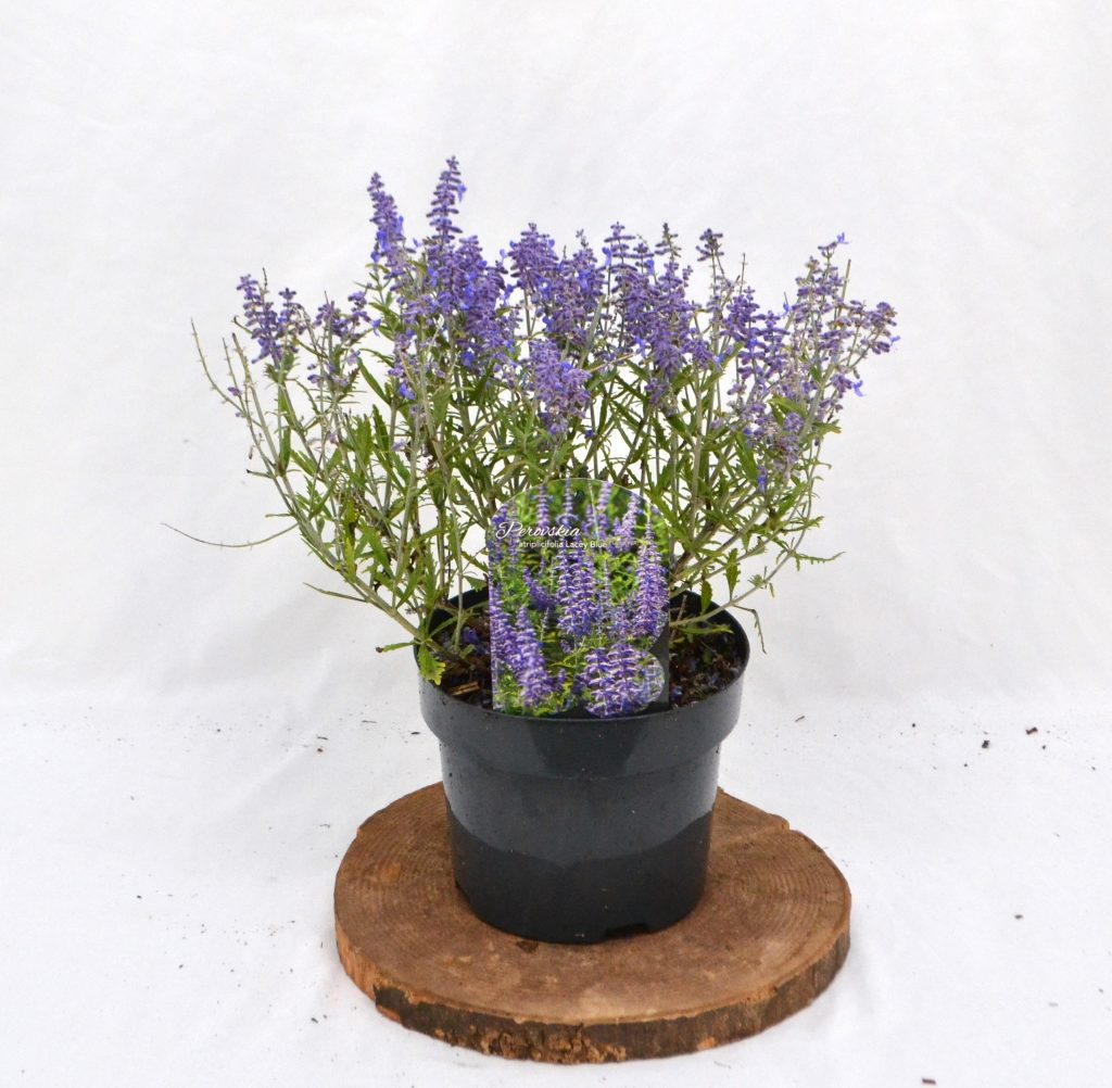 Perovskia atriplicifolia Lacey Blue C3- Heesterkwekerij JC Niesing laagblijvende halfheester paars geurende vaste plant