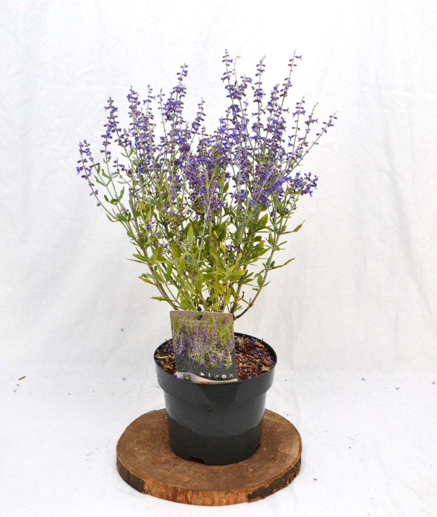 Perovskia atriplicifolia Little Spire C3 - Heesterkwekerij JC Niesing paars geurende vaste plant halfheester