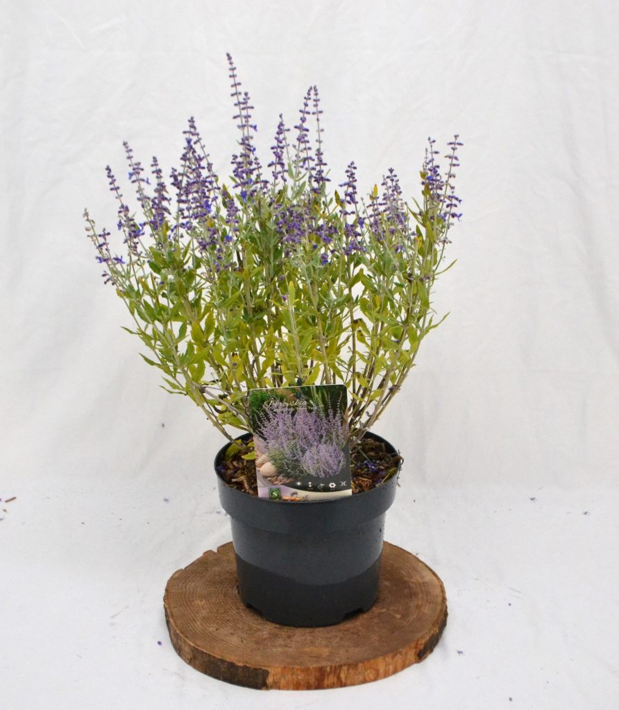 Perovskia atriplicifolia Prime Time C3 - Heesterkwekerij JC Niesing halfheester paars geurende vaste plant