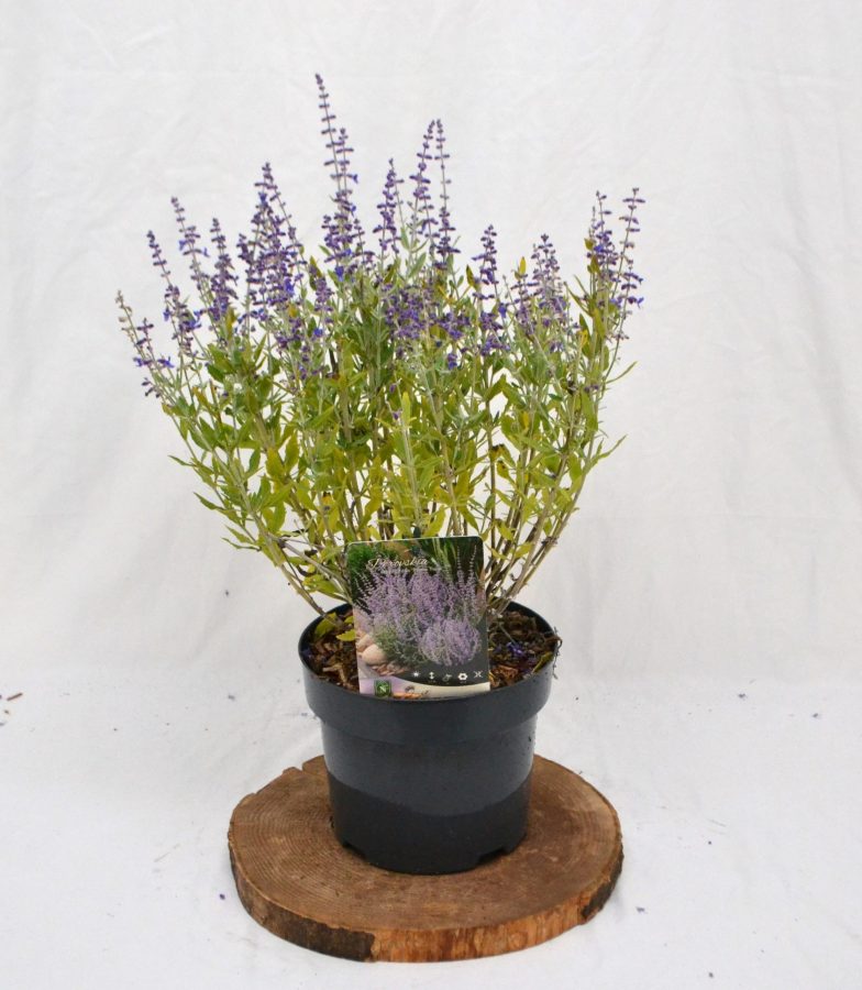 Perovskia atriplicifolia Prime Time C3 - Heesterkwekerij JC Niesing halfheester paars geurende vaste plant