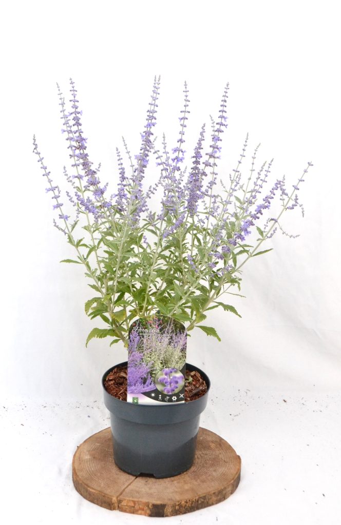 Perovskia atriplicifolia Silvery Blue C3 - Heesterkwekerij JC Niesing halfheester paars geurende vaste plant
