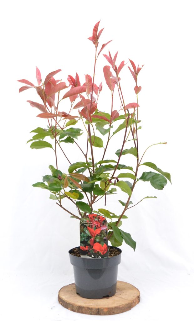 Photinia fraseri Camilvy C3 - Heesterkwekerij JC Niesing glanzend rood blad wintergroene heester