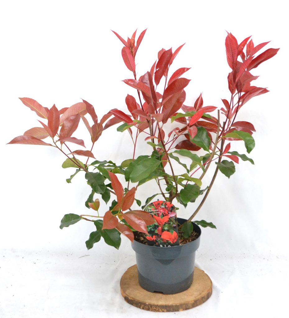 Photinia fraseri Camilvy C5 - Heesterkwekerij JC Niesing glanzend rood blad wintergroene heester