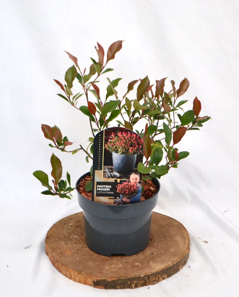 Photinia fraseri Little Fenna C2 - Heesterkwekerij JC Niesing