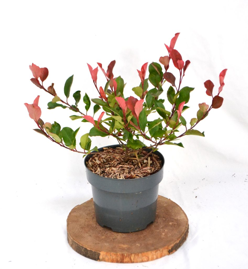 Photinia fraseri Little Red Robin C3 - Heesterkwekerij JC Niesing groenblijvende heester glansmispel