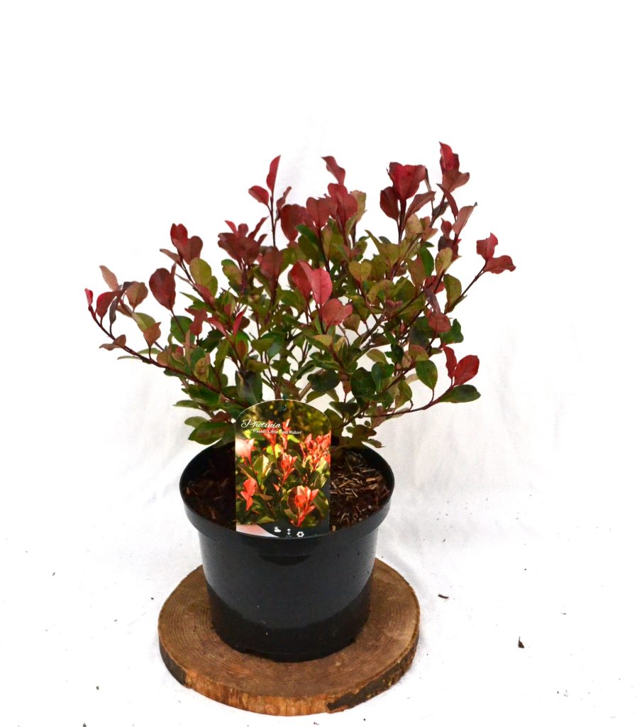 Photinia fraseri Little Red Robin C5 - Heesterkwekerij JC Niesing wintergroene glansmispel