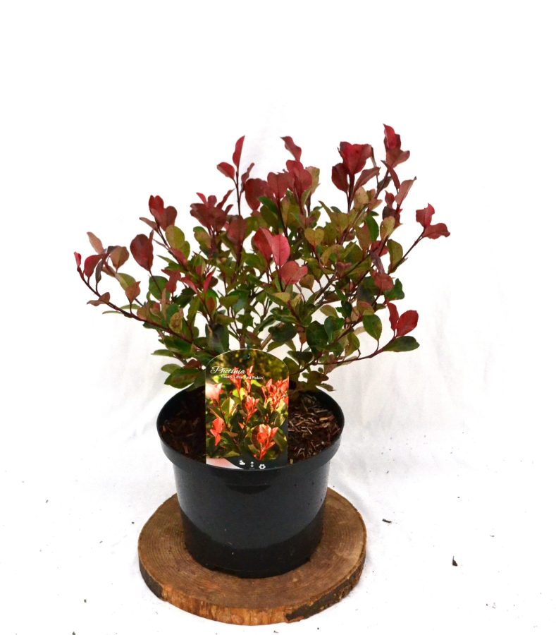 Photinia fraseri Little Red Robin C5 - Heesterkwekerij JC Niesing wintergroene glansmispel