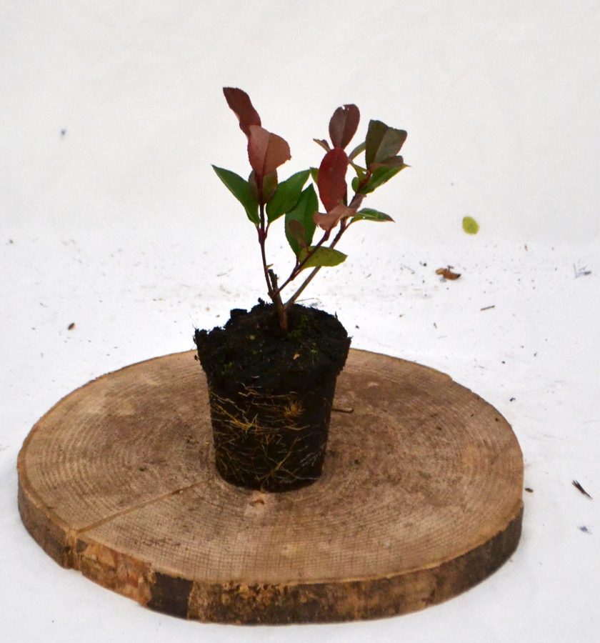Photinia fraseri Little Red Robin plantgoed P8- Heesterkwekerij JC Niesing