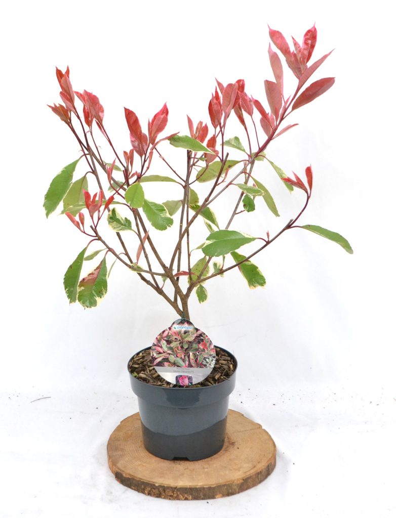 Photinia fraseri Louise C3 - Heesterkwekerij JC Niesing bonte glansmispel wintergroene heester