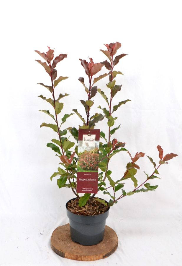 Photinia Magical Volcano C3 - Heesterkwekerij JC Niesing