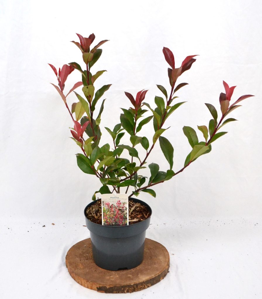 Photinia fraseri Mandarino C3 - Heesterkwekerij JC Niesing haagplant compacte glansmispel
