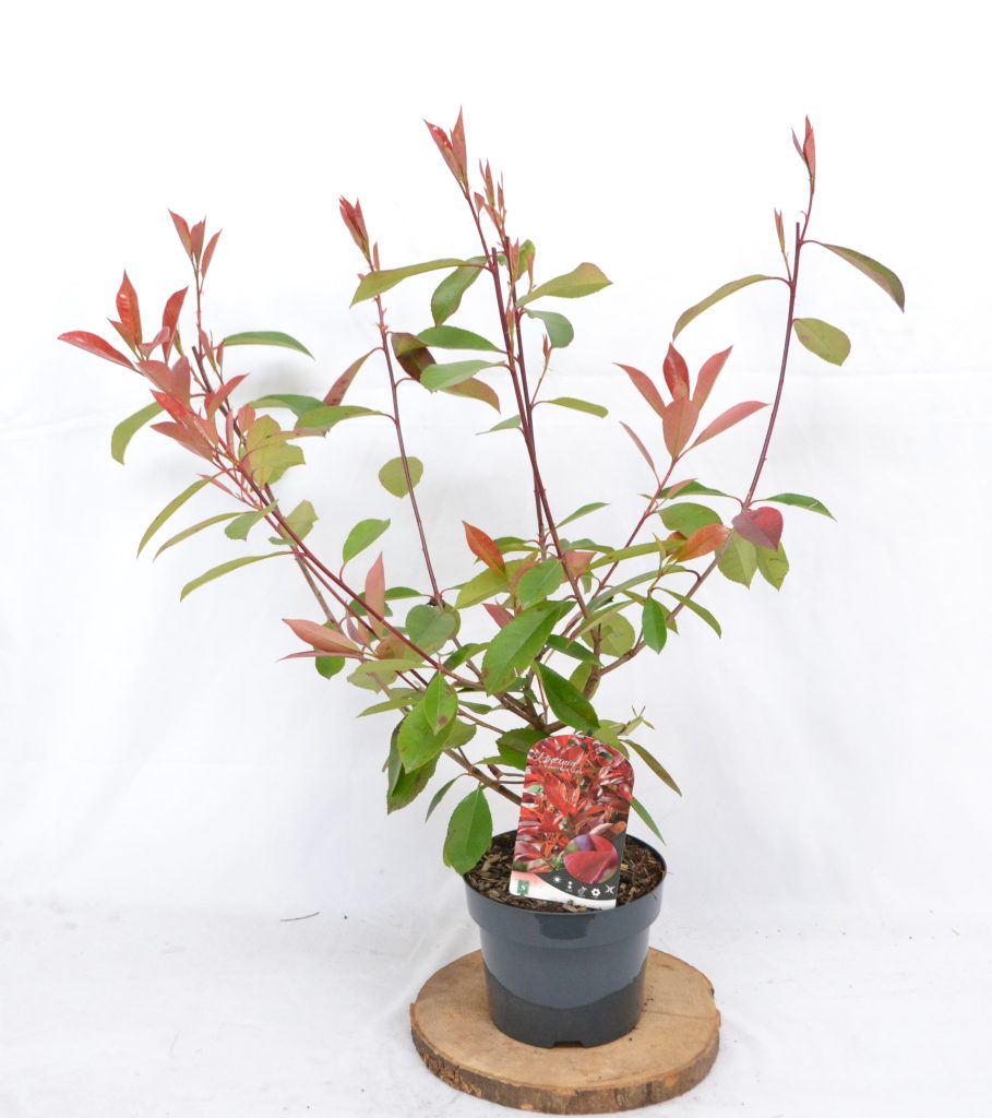 Photinia fraseri Red Light C3 - Heesterkwekerij JC Niesing groenblijvende glansmispel
