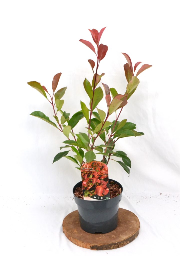 Photinia fraseri Red Robin C3 - Heesterkwekerij JC Niesing polpulaire groenblijvende heester