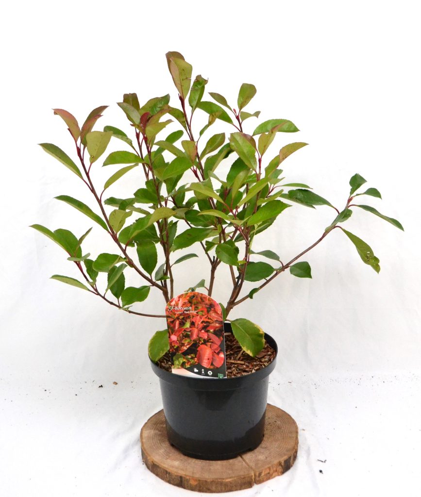 Photinia fraseri Red Robin C5 - Heesterkwekerij JC Niesing polpulaire groenblijvende heester
