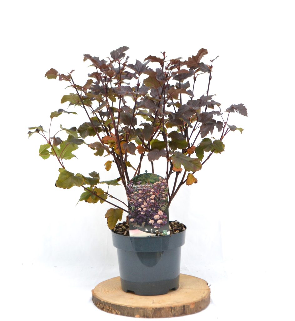 Physocarpus opulifolius Diabolo C3 - Heesterkwekerij JC Niesing roodbladige heester haagplant