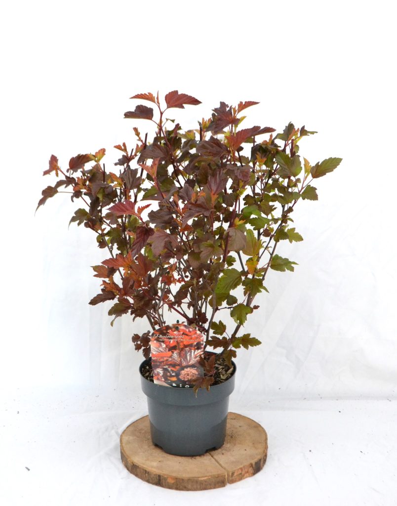 Physocarpus opulifolius Lady in Red C3 - Heesterkwekerij JC Niesing felrood Blad haagplant