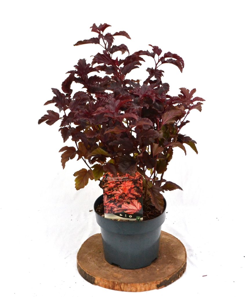 Physocarpus opulifolius Little Angel C3 - Heesterkwekerij JC Niesing warmrood blad haagplant