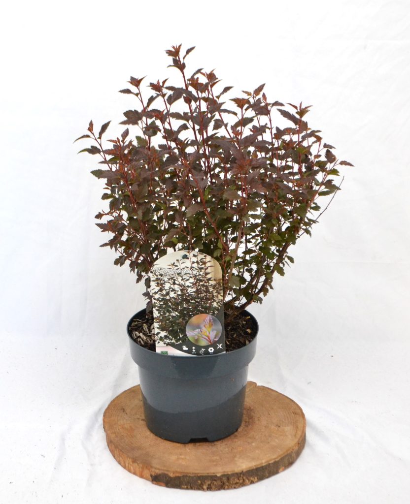 Physocarpus opulifolius Little Joker C3 - Heesterkwekerij JC Niesing bordeaux-paars fijn blad