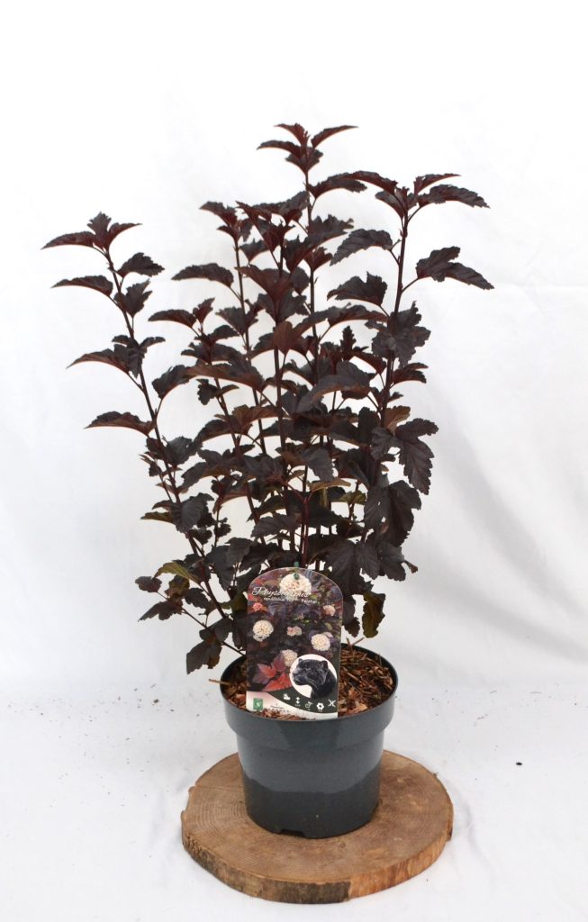 Physocarpus opulifolius Panther C3 - Heesterkwekerij JC Niesing zwart blad zwarte steel