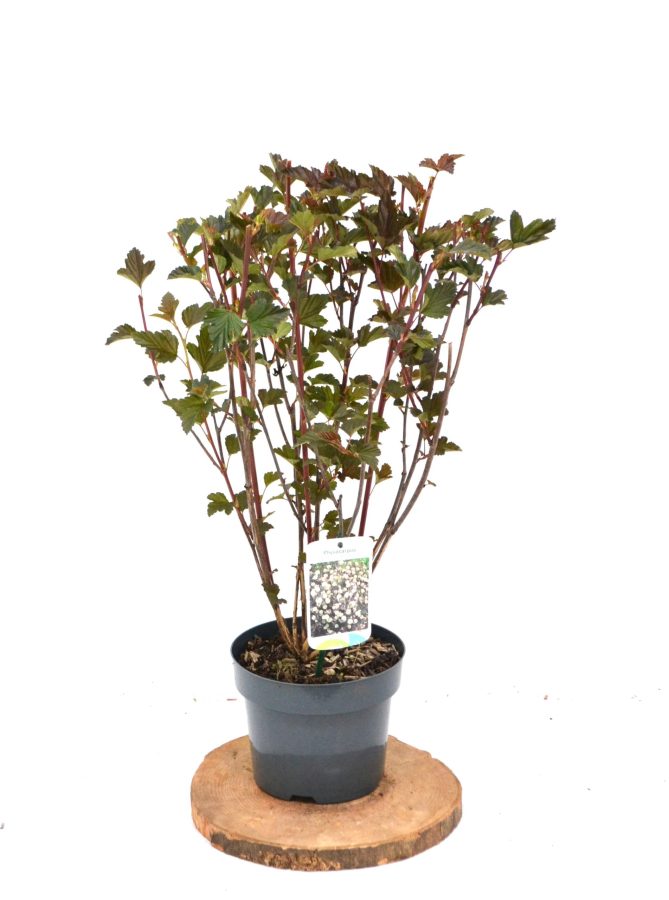 Physocarpus opulifolius Red Baron C3 - Heesterkwekerij JC Niesing roodbladige Physocarpus