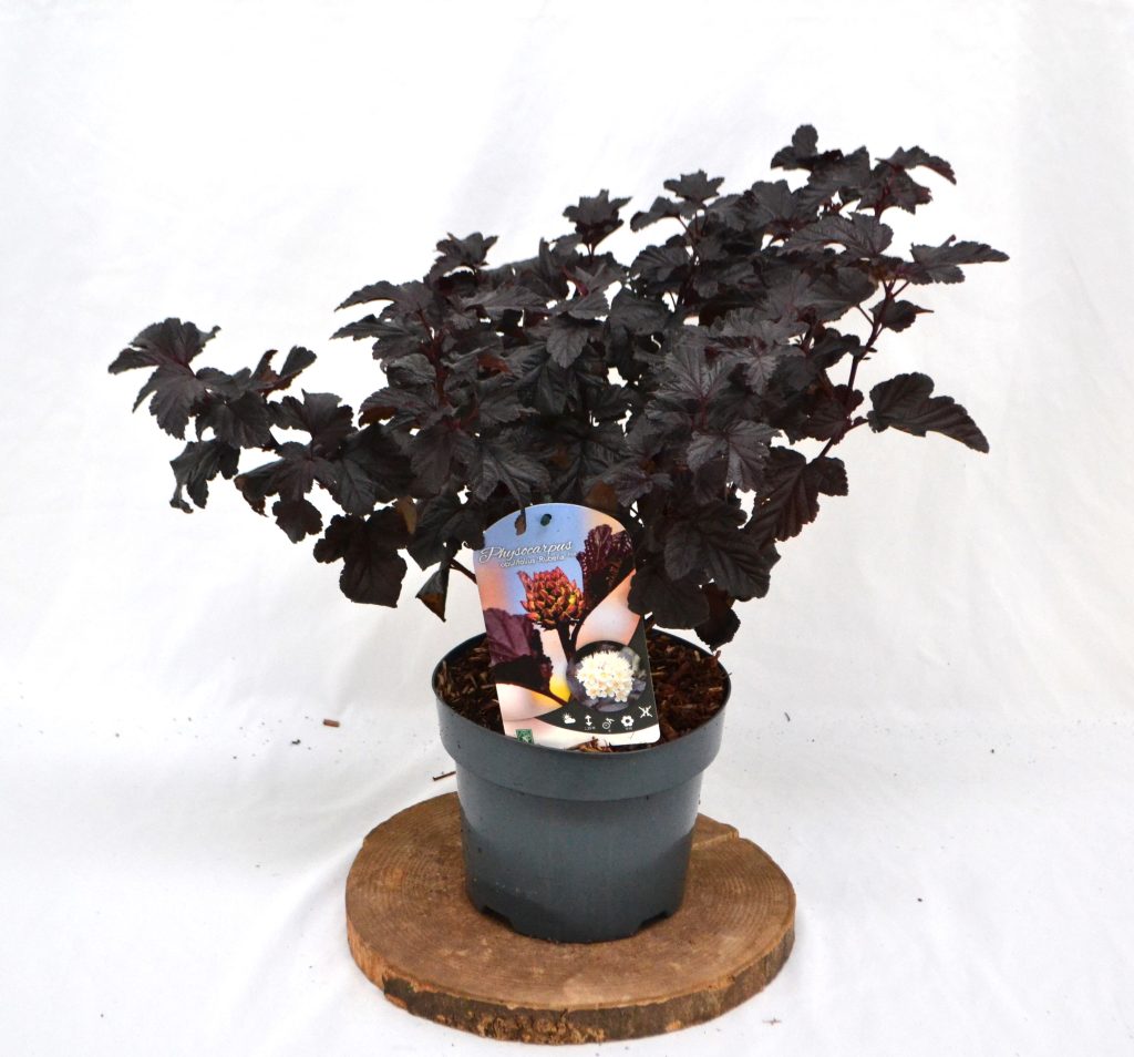 Physocarpus opulifolius Rubella C3 - Heesterkwekerij JC Niesing compacte laagblijvende Physocarpus