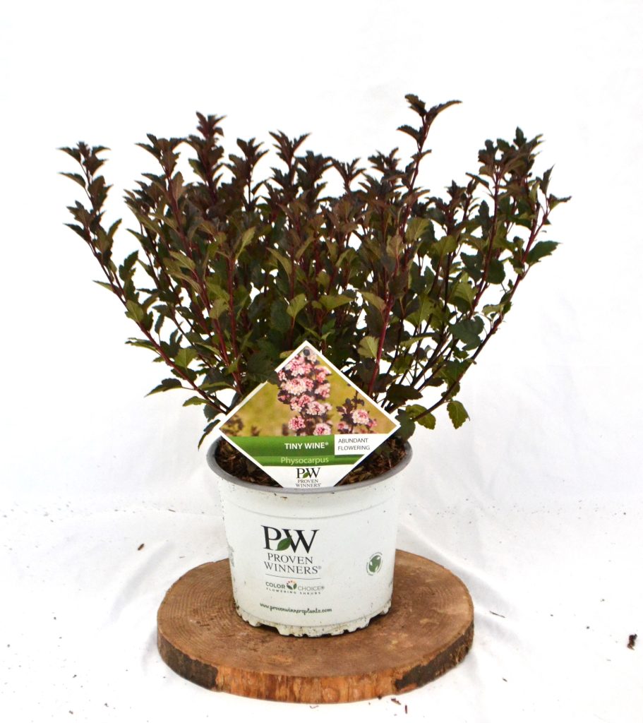 Physocarpus opulifolius Tiny Wine C3 - Heesterkwekerij JC Niesing