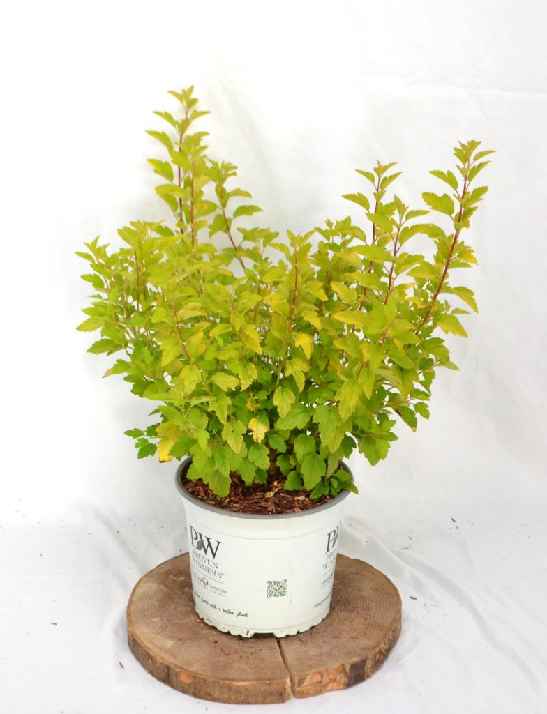 Physocarpus opulifolius Tiny Wine Gold C3 - Heesterkwekerij JC Niesing compacte geelbladige physocarpus